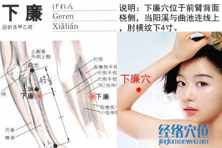 下廉穴位位置圖