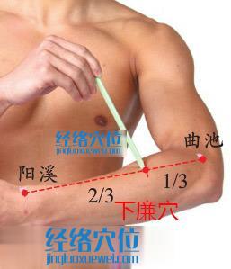 下廉穴位位置圖