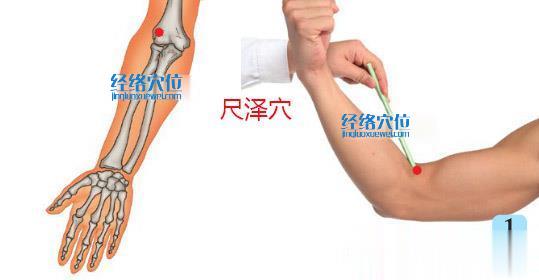 尺澤穴的位置