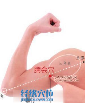臑會穴位位置圖