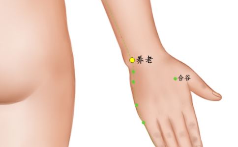 養(yǎng)老穴位-養(yǎng)老穴位位置圖位位置圖