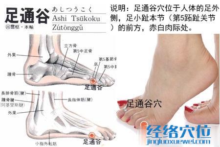 足通谷穴位位置圖