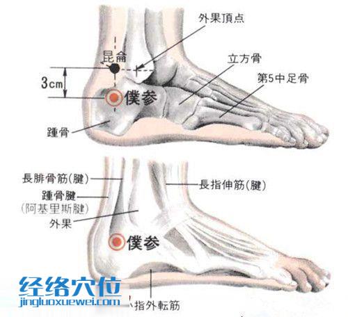 仆參穴的解剖結(jié)構(gòu)圖