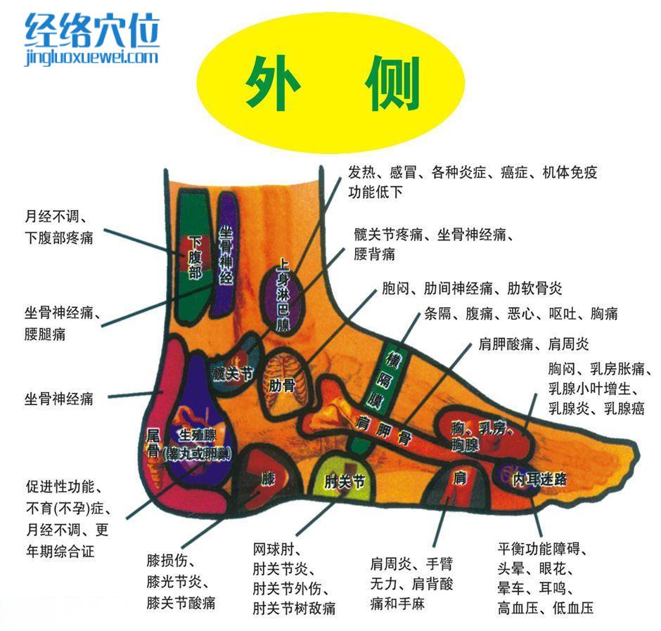 足部外側(cè)反射區(qū)圖
