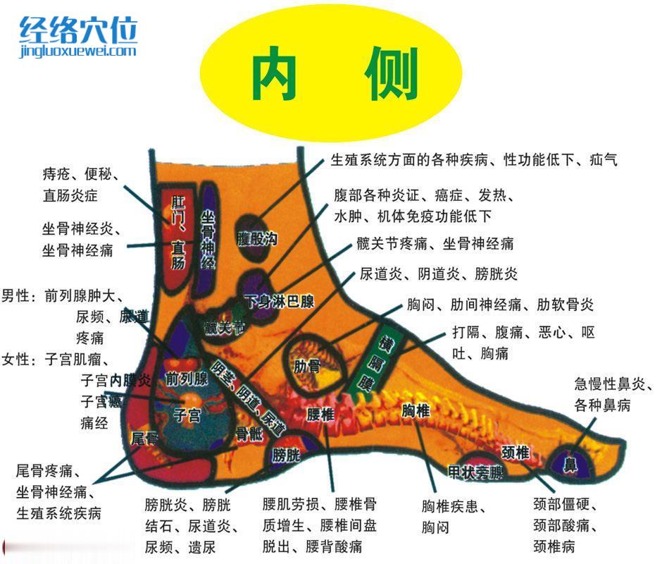足部?jī)?nèi)側(cè)反射區(qū)圖
