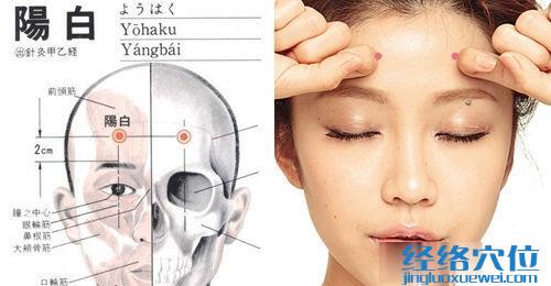 陽(yáng)白穴位位置圖