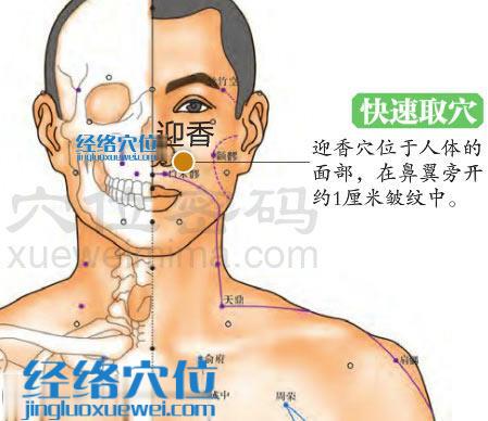 迎香穴的準確位置