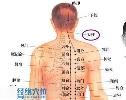 天柱穴位圖