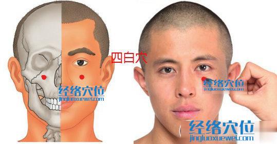 四白穴位位置圖