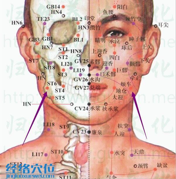 頰車(chē)穴的準(zhǔn)確位置圖