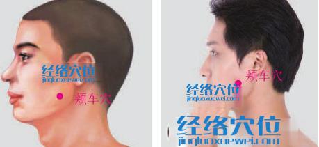 頰車(chē)穴位位置圖