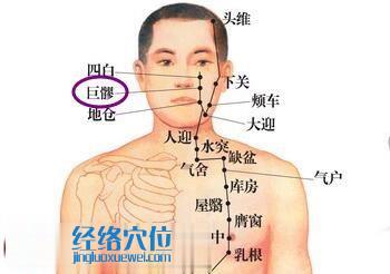 巨髎穴位圖