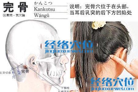 完骨穴的位置解剖分析圖