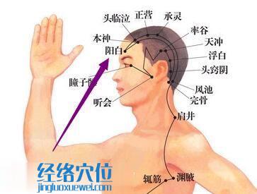 陽(yáng)白穴位位置圖