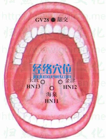 齦交穴的準(zhǔn)確位置圖