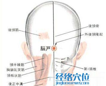 腦戶穴的位置解剖分析圖