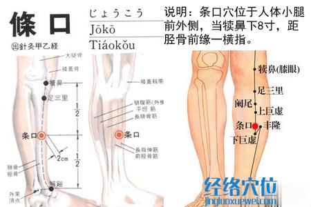 條口穴位位置圖