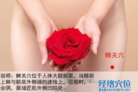 髀關(guān)穴位位置圖