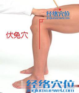 伏兔穴位位置圖