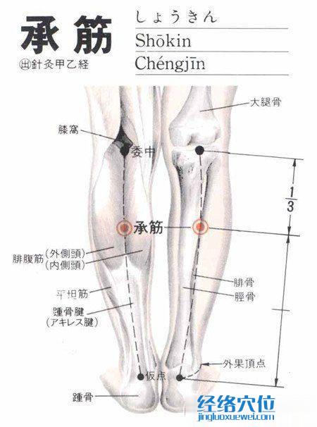 承筋穴的位置及解剖圖解