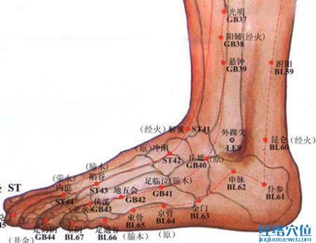 跗陽(yáng)穴的位置圖