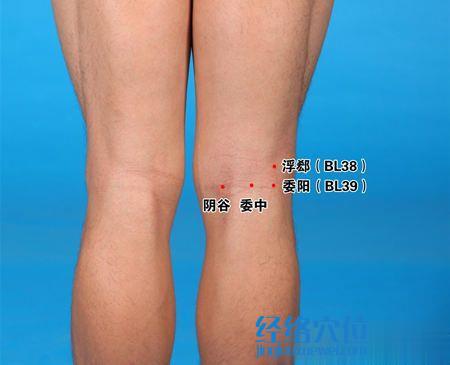 委陽穴的位置圖