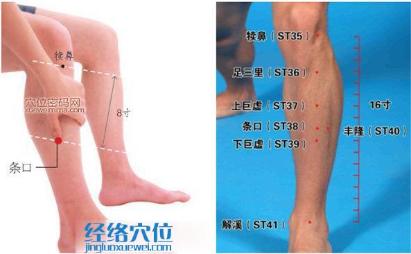 條口穴位位置圖