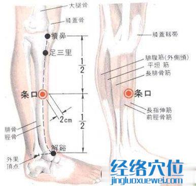 條口穴的位置解剖分析圖