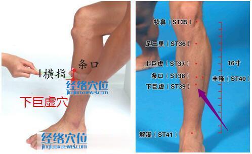 下巨虛穴位位置圖