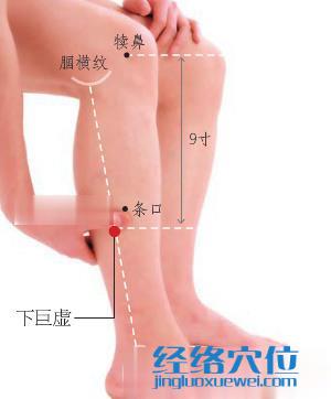 下巨虛穴的位置圖