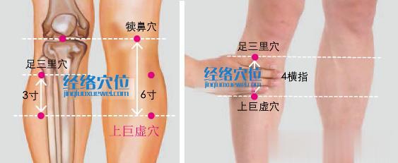 上巨虛穴位位置圖