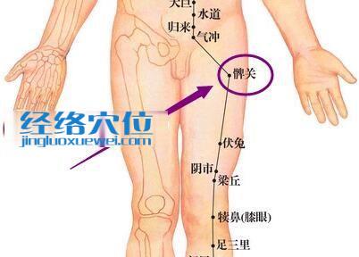 髀關(guān)穴位圖