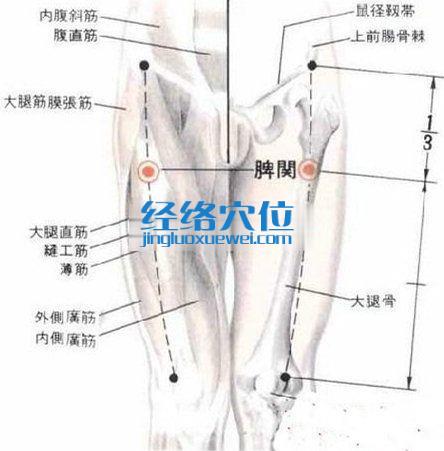 髀關(guān)穴的解剖分析圖