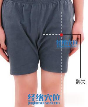髀關(guān)穴位位置圖