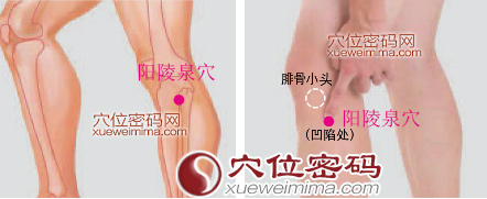 陽陵泉穴位位置圖