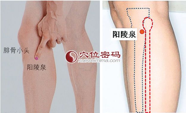 陽陵泉穴的位置圖