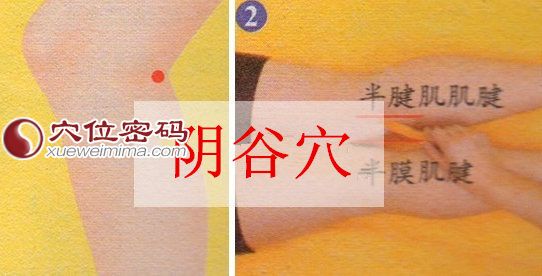 陰谷穴位位置圖