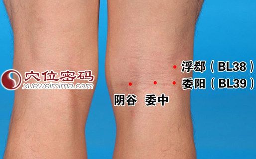 陰谷穴位位置圖