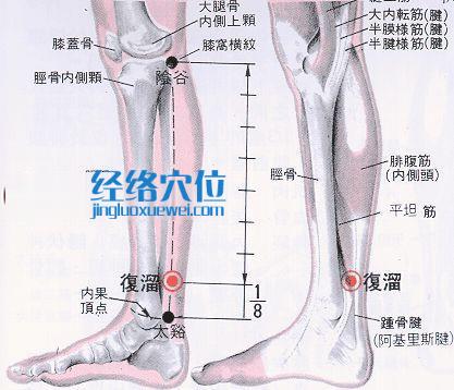 復(fù)溜穴的位置解剖分析圖