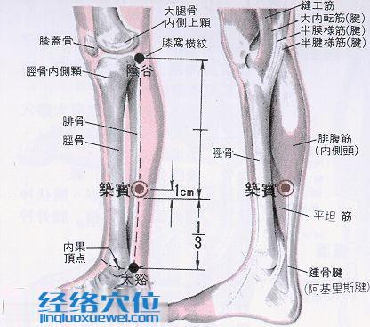 筑賓穴的位置解剖分析圖