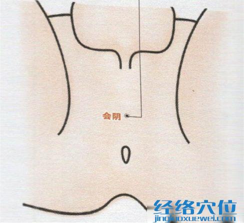 會陰穴的位置圖