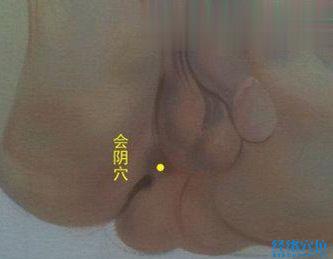 會陰穴的位置圖