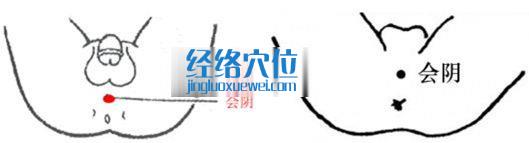 會陰穴的位置
