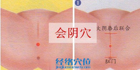 會陰穴的位置圖