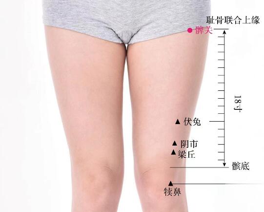 髀關(guān)的準(zhǔn)確位置圖及功效視頻位位置圖