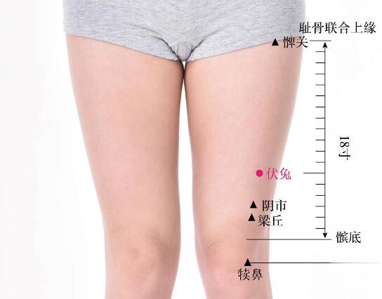 伏兔的準(zhǔn)確位置圖及功效視頻位位置圖