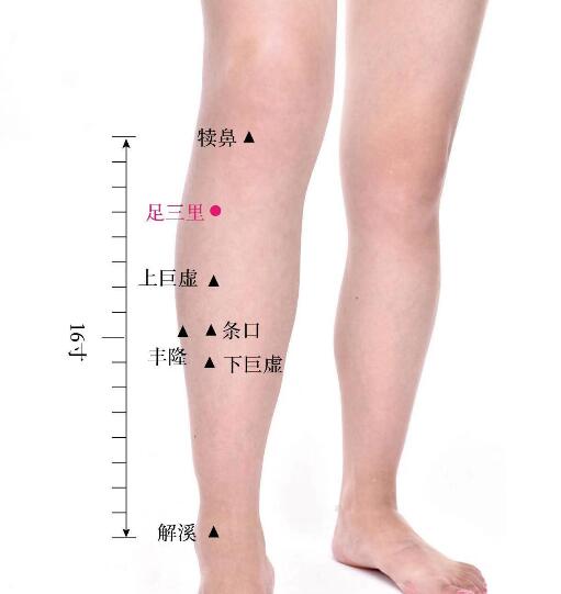 足三里的準(zhǔn)確位置圖及功效視頻位位置圖