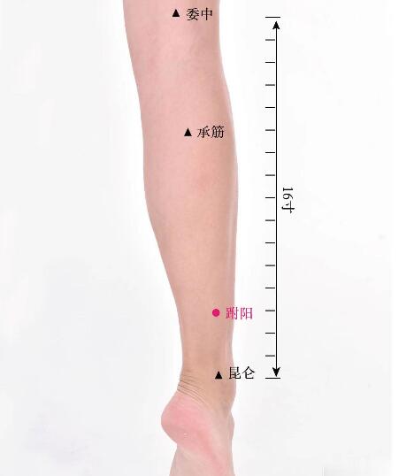 附陽(yáng)的準(zhǔn)確位置圖及功效視頻位位置圖