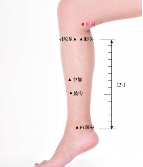 曲泉的準(zhǔn)確位置圖及功效視頻位位置圖