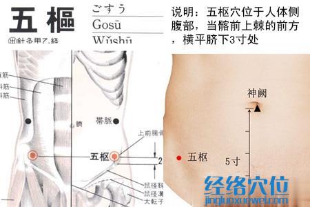 五樞穴位位置 